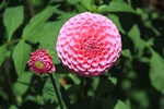 Dahlia1